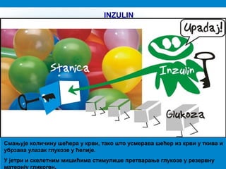 ćelija
Смањује количину шећера у крви, тако што усмерава шећер из крви у ткива и
убрзава улазак глукозе у ћелије.
У јетри и скелетним мишићима стимулише претварање глукозе у резервну
материју гликоген.
INZULIN
 