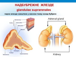 НАДБУБРЕЖНЕ ЖЛЕЗДЕ
glandulae suprarenales
парне жлезде смештене у масном ткиву изнад бубрега
 