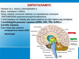 ХИПОТАЛАМУС
Налази се у мозгу,у diencephalon-у
Делу можданог стабла
преко нервне петељке повезан са ендокрином жлездом
ХИПОФИЗОМ прекопетељке(infundibuluma)
У хипоталамусу се стварају две групе хормона од којих зависи рад хипофизе:
1.ослобађајући-рилизинг хормони (GHRH, CRH, TRH, GnRH) и
2.кочећи хормони.
Сам ствара два хормона
антидиуретички хормон (ADH).
ОКСИТОЦИН
●
 