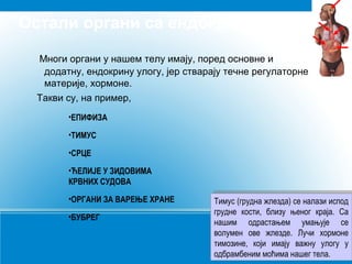 Остали органи са ендокрином улогом
Многи органи у нашем телу имају, поред основне и
додатну, ендокрину улогу, јер стварају течне регулаторне
материје, хормоне.
Такви су, на пример,
•ЕПИФИЗА
•ЋЕЛИЈЕ У ЗИДОВИМА
КРВНИХ СУДОВА
•ОРГАНИ ЗА ВАРЕЊЕ ХРАНЕ
•СРЦЕ
•БУБРЕГ
•ТИМУС
Тимус (грудна жлезда) се налази испод
грудне кости, близу њеног краја. Са
нашим одрастањем умањује се
волумен ове жлезде. Лучи хормоне
тимозине, који имају важну улогу у
одбрамбеним моћима нашег тела.
Тимус (грудна жлезда) се налази испод
грудне кости, близу њеног краја. Са
нашим одрастањем умањује се
волумен ове жлезде. Лучи хормоне
тимозине, који имају важну улогу у
одбрамбеним моћима нашег тела.
 