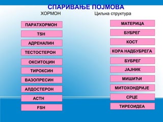 СПАРИВАЊЕ ПОЈМОВА
ХОРМОН Циљна структура
ПАРАТХОРМОН
ОКСИТОЦИН
ТИРОКСИН
ВАЗОПРЕСИН
АЛДОСТЕРОН
TSH
ACTH
FSH
АДРЕНАЛИН
ТЕСТОСТЕРОН
МАТЕРИЦА
БУБРЕГ
ЈАЈНИК
МИШИЋИ
МИТОХОНДРИЈЕ
БУБРЕГ
СРЦЕ
ТИРЕОИДЕА
КОСТ
КОРА НАДБУБРЕГА
 
