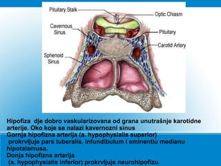 Hipofiza dje dobro vaskularizovana od grana unutrašnje karotidne
arterije. Oko koje se nalazi kavernozni sinus
Gornja hipofizna arterija (a. hypophysialis superior)
prokrvljuje pars tuberalis, infundibulum i eminentiu medianu
hipotalamusa.
Donja hipofizna arterija
(a. hypophysialis inferior) prokrvljuje neurohipofizu.
 