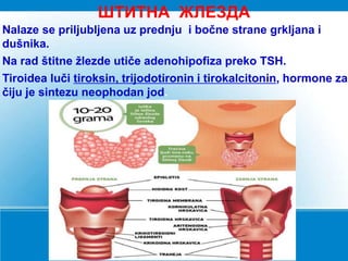ШТИТНА ЖЛЕЗДА
Nalaze se priljubljena uz prednju i bočne strane grkljana i
dušnika.
Na rad štitne žlezde utiče adenohipofiza preko TSH.
Tiroidea luči tiroksin, trijodotironin i tirokalcitonin, hormone za
čiju je sintezu neophodan jod.
 