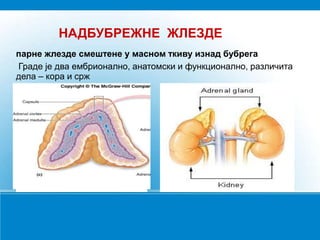 НАДБУБРЕЖНЕ ЖЛЕЗДЕ
парне жлезде смештене у масном ткиву изнад бубрега
Граде је два ембрионално, анатомски и функционално, различита
дела – кора и срж
 
