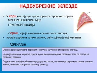 НАДБУБРЕЖНЕ ЖЛЕЗДЕ
• У кори настају две групе кортикостероидних хормона
У сржи, која је измењена симпатичка ганглија,
• настају хормони катехоламини, међу којима је најпознатији
Осим из сржи надбубрега, адреналин се лучи и у аутономном нервном систему.
Један је од важних хормона стреса, јер на виши ниво подиже спремност тела да реагује на
промене у средини.
Под његовим утицајем убрзава се рад срца као пумпе, интензивира се размена гасова, шире се
зенице, повећава присутност глукозе у крви итд.
МИНЕРАЛОКОРТИКОИДИ
ГЛУКОКОРТИКОИДИ
 