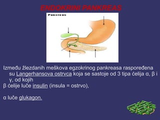 ENDOKRINI PANKREAS
Između žlezdanih meškova egzokrinog pankreasa raspoređena
su Langerhansova ostrvca koja se sastoje od 3 tipa ćelija α, β i
γ, od kojih
β ćelije luče insulin (insula = ostrvo),
α luče glukagon.
 