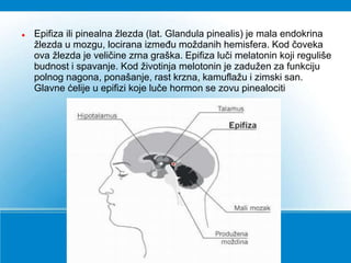  Epifiza ili pinealna žlezda (lat. Glandula pinealis) je mala endokrina
žlezda u mozgu, locirana između moždanih hemisfera. Kod čoveka
ova žlezda je veličine zrna graška. Epifiza luči melatonin koji reguliše
budnost i spavanje. Kod životinja melotonin je zadužen za funkciju
polnog nagona, ponašanje, rast krzna, kamuflažu i zimski san.
Glavne ćelije u epifizi koje luče hormon se zovu pinealociti
 