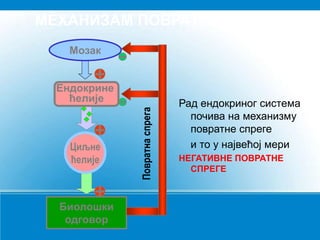 МЕХАНИЗАМ ПОВРАТНЕ СПРЕГЕ
Рад ендокриног система
почива на механизму
повратне спреге
и то у највећој мери
НЕГАТИВНЕ ПОВРАТНЕ
СПРЕГЕ
Мозак
Ендокрине
ћелије
Циљне
ћелије
Биолошки
одговор
Повратна
спрега
 
