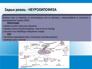 Задњи режањ - НЕУРОХИПОФИЗА
Хормони који су пореклом из хипоталамуса, али се депонују у неурохипофизи су окситоцин и
антидиуретички хормон (ADH).
ОКСИТОЦИН
- изазива лучење млека код породиље.
- изазива грчење мишића материце, чиме утиче на порођај.
-у мушком телу обезбеђује избацивање сперме.
ADH
- омогућава задржавање воде у организму (спречава диурезу)
- повећава крвни притисак
 