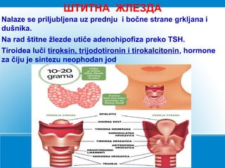 ШТИТНА ЖЛЕЗДА
Nalaze se priljubljena uz prednju i bočne strane grkljana i
dušnika.
Na rad štitne žlezde utiče adenohipofiza preko TSH.
Tiroidea luči tiroksin, trijodotironin i tirokalcitonin, hormone
za čiju je sintezu neophodan jod.
 