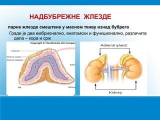 НАДБУБРЕЖНЕ ЖЛЕЗДЕ
парне жлезде смештене у масном ткиву изнад бубрега
Граде је два ембрионално, анатомски и функционално, различита
дела – кора и срж
 
