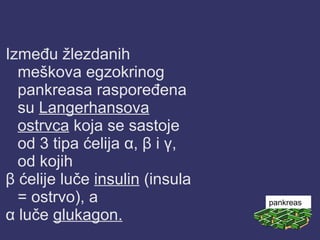 Između žlezdanih
meškova egzokrinog
pankreasa raspoređena
su Langerhansova
ostrvca koja se sastoje
od 3 tipa ćelija α, β i γ,
od kojih
β ćelije luče insulin (insula
= ostrvo), a
α luče glukagon.
pankreas
 