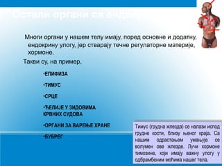 Остали органи са ендокрином улогом
Многи органи у нашем телу имају, поред основне и додатну,
ендокрину улогу, јер стварају течне регулаторне материје,
хормоне.
Такви су, на пример,
•ЕПИФИЗА
•ЋЕЛИЈЕ У ЗИДОВИМА
КРВНИХ СУДОВА
•ОРГАНИ ЗА ВАРЕЊЕ ХРАНЕ
•СРЦЕ
•БУБРЕГ
•ТИМУС
Тимус (грудна жлезда) се налази испод
грудне кости, близу њеног краја. Са
нашим одрастањем умањује се
волумен ове жлезде. Лучи хормоне
тимозине, који имају важну улогу у
одбрамбеним моћима нашег тела.
Тимус (грудна жлезда) се налази испод
грудне кости, близу њеног краја. Са
нашим одрастањем умањује се
волумен ове жлезде. Лучи хормоне
тимозине, који имају важну улогу у
одбрамбеним моћима нашег тела.
 