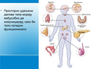 • Просторно удаљени
делови тела морају
међусобно да
комуницирају, како би
тело складно
функционисало
 