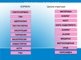 СПАРИВАЊЕ ПОЈМОВА
ХОРМОН Циљна структура
ПАРАТХОРМОН
ОКСИТОЦИН
ТИРОКСИН
ВАЗОПРЕСИН
АЛДОСТЕРОН
TSH
ACTH
FSH
АДРЕНАЛИН
ТЕСТОСТЕРОН
МАТЕРИЦА
БУБРЕГ
ЈАЈНИК
МИШИЋИ
МИТОХОНДРИЈЕ
БУБРЕГ
СРЦЕ
ТИРЕОИДЕА
КОСТ
КОРА НАДБУБРЕГА
 