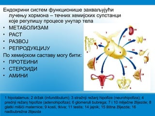 Ендокрини систем функционише захваљујући
лучењу хормона – течних хемијских супстанци
које регулишу процесе унутар тела
• МЕТАБОЛИЗАМ
• РАСТ
• РАЗВОЈ
• РЕПРОДУКЦИЈУ
По хемијском саставу могу бити:
• ПРОТЕИНИ
• СТЕРОИДИ
• АМИНИ
1 hipotalamus; 2 držak (infundibulum); 3 stražnji režanj hipofize (neurohipofiza); 4
prednji režanj hipofize (adenohipofiza); 6 glomeruli bubrega; 7 i 10 mliječne žlijezde; 8
glatki mišići maternice; 9 kosti, tkiva; 11 testis; 14 jajnik; 15 štitna žlijezda; 16
nadbubrežna žlijezda
 