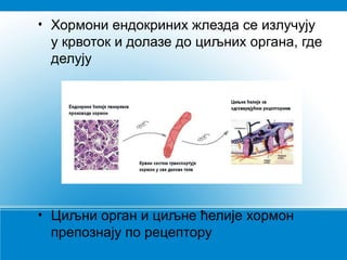 • Хормони ендокриних жлезда се излучују
у крвоток и долазе до циљних органа, где
делују
• Циљни орган и циљне ћелије хормон
препознају по рецептору
 