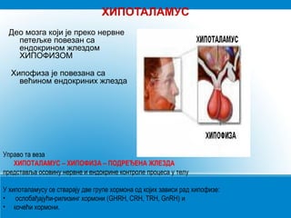 ХИПОТАЛАМУС
Део мозга који је преко нервне
петељке повезан са
ендокрином жлездом
ХИПОФИЗОМ
Хипофиза је повезана са
већином ендокриних жлезда
Управо та веза
ХИПОТАЛАМУС – ХИПОФИЗА – ПОДРЕЂЕНА ЖЛЕЗДА
представља осовину нервне и ендокрине контроле процеса у телу
У хипоталамусу се стварају две групе хормона од којих зависи рад хипофизе:
• ослобађајући-рилизинг хормони (GHRH, CRH, TRH, GnRH) и
• кочећи хормони.
 