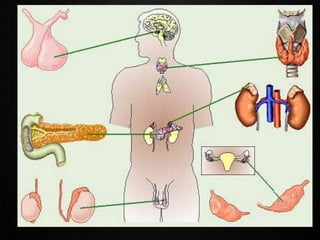 Endokrinine sistema