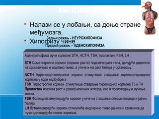 ХИПОФИЗА




Налази се у лобањи, са доње стране
међумозга.
Задњи режањ - НЕУРОХИПОФИЗА
Хипофизу чине
Предњи режањ – АДЕНОХИПОФИЗА

Аденохипофиза лучи хормоне STH, ACTH, TSH, пролактин, FSH, LH
Хормони који су пореклом из хипоталамуса, али се депонују у
STH Соматотропнису окситоцин и антидиуретички хормонтела, делујући директно
неурохипофизи хормон (хормон раста) подстиче раст (ADH).
на хрскавичаво и коштано ткиво, а утиче и на раст ћелија у организму.
ОКСИТОЦИН
- изазива лучење млека код породиље.
ACTH Адренокортикотропни хормон стимулише стварање кортикостероидних
- изазива грчење мишића
хормона у кори надбубрега материце, чиме утиче на порођај.
-у мушком телу обезбеђује избацивање сперме.
ТSH Тиреотропни хормон стимулише стварање тиреоидних хормона T3 и T4
ADH
Пролактин изазива раст и развој млечних жлезда, као и производњу и лучење
- омогућава задржавање воде у организму (спречава диурезу)
млека.
- Фоликулостимулирајући
FSHповећава крвни притисак хормон утиче на стварање сперматозоида и јајних
ћелија.
LH Лутеинизирајући хормон стимулиће ендокрино ткиво јајника и семеника да
луче одговарајуће полне хормоне.

 