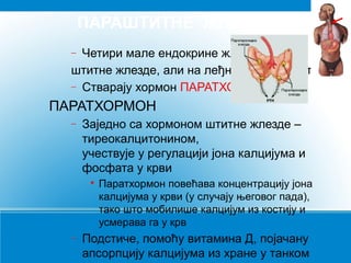 ПАРАШТИТНЕ ЖЛЕЗДЕ
Четири мале ендокрине жлезде у нивоу
штитне жлезде, али на леђној страни врата
− Стварају хормон ПАРАТХОРМОН
−

ПАРАТХОРМОН
−

Заједно са хормоном штитне жлезде –
тиреокалцитонином,
учествује у регулацији јона калцијума и
фосфата у крви


−

Паратхормон повећава концентрацију јона
калцијума у крви (у случају његовог пада),
тако што мобилише калцијум из костију и
усмерава га у крв

Подстиче, помоћу витамина Д, појачану
апсорпцију калцијума из хране у танком

 
