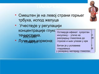 ПАНКРЕАС






Смештен је на левој страни горњег
трбуха, испод желуца
Учествује у регулацији
концентрације глукозе у телесним уу
Смањује количину супротан
Остварује ефекат супротан
Смањује количину шећера
Остварује ефекат шећера
крви, тако што усмерава шећер
инсулину утиче на
крви, тако -- утиче на
инсулину што усмерава шећер
течностима.
из крву ткива и убрзава
ИНСУЛИН
разградњу гликогена до
из крву ууткива и убрзава улазак
разградњу гликогена до улазак
глукозе њен улазак крв
глукозе њен улазак
глукозе ућелије.
Лучи два хормона: глукозе уиићелије. уукрв
ГЛУКАГОН
Ујетри је скелетним
јетри и условима
УБитанје скелетним мишићима
Битан и ууусловима мишићима
стимулише
гладовања.
стимулише претварање глукозе
гладовања. претварање глукозе
резервну материју гликоген.
уурезервну материју гликоген.

 