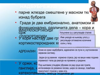 Endokrini sistem | PPT