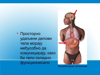 

Просторно
удаљени делови
тела морају
међусобно да
комуницирају, како
би тело складно
функционисало

Вишећелијски организам

 