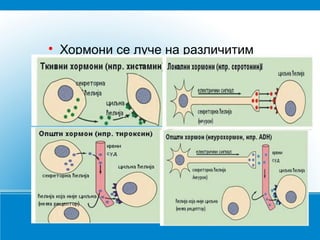 

Хормони се луче на различитим
местима у телу

 