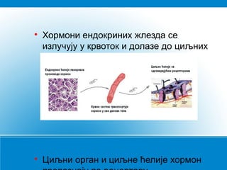 



Хормони ендокриних жлезда се
излучују у крвоток и долазе до циљних
органа, где делују

Циљни орган и циљне ћелије хормон

 