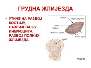 ГРУДНА ЖЛИЈЕЗДА
• УТИЧЕ НА РАЗВОЈ
КОСТИЈУ,
САЗРИЈЕВАЊУ
ЛИМФОЦИТА,
РАЗВОЈ ПОЛНИХ
ЖЛИЈЕЗДА
 
