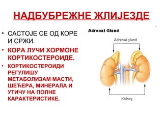 НАДБУБРЕЖНЕ ЖЛИЈЕЗДЕ
• САСТОЈЕ СЕ ОД КОРЕ
И СРЖИ.
• КОРА ЛУЧИ ХОРМОНЕ
КОРТИКОСТЕРОИДЕ.
• КОРТИКОСТЕРОИДИ
РЕГУЛИШУ
МЕТАБОЛИЗАМ МАСТИ,
ШЕЋЕРА, МИНЕРАЛА И
УТИЧУ НА ПОЛНЕ
КАРАКТЕРИСТИКЕ.
 