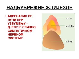 НАДБУБРЕЖНЕ ЖЛИЈЕЗДЕ
• АДРЕНАЛИН СЕ
ЛУЧИ ПРИ
УЗБУЂЕЊУ –
ДЈЕЛУЈЕ СЛИЧНО
СИМПАТИЧКОМ
НЕРВНОМ
СИСТЕМУ
 