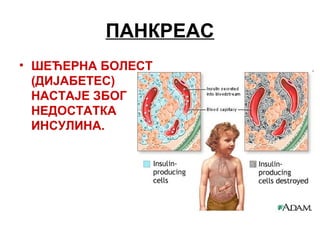 ПАНКРЕАС
• ШЕЋЕРНА БОЛЕСТ
(ДИЈАБЕТЕС)
НАСТАЈЕ ЗБОГ
НЕДОСТАТКА
ИНСУЛИНА.
 