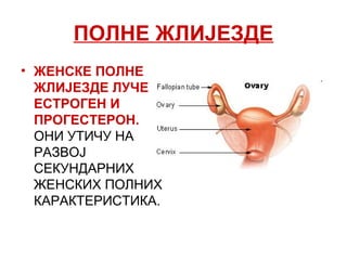 ПОЛНЕ ЖЛИЈЕЗДЕ
• ЖЕНСКЕ ПОЛНЕ
ЖЛИЈЕЗДЕ ЛУЧЕ
ЕСТРОГЕН И
ПРОГЕСТЕРОН.
ОНИ УТИЧУ НА
РAЗВОЈ
СЕКУНДАРНИХ
ЖЕНСКИХ ПОЛНИХ
КАРАКТЕРИСТИКА.
 