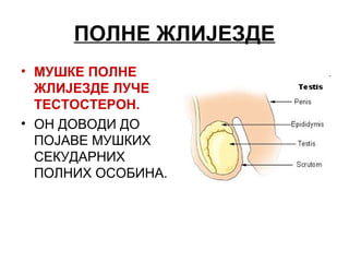 ПОЛНЕ ЖЛИЈЕЗДЕ
• МУШКЕ ПОЛНЕ
ЖЛИЈЕЗДЕ ЛУЧЕ
ТЕСТОСТЕРОН.
• ОН ДОВОДИ ДО
ПОЈАВЕ МУШКИХ
СЕКУДАРНИХ
ПОЛНИХ ОСОБИНА.
 
