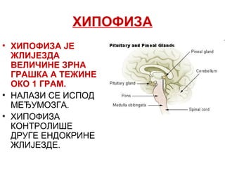 ХИПОФИЗА
• ХИПОФИЗА ЈЕ
ЖЛИЈЕЗДА
ВЕЛИЧИНЕ ЗРНА
ГРАШКА А ТЕЖИНЕ
ОКО 1 ГРАМ.
• НАЛАЗИ СЕ ИСПОД
МЕЂУМОЗГА.
• ХИПОФИЗА
КОНТРОЛИШЕ
ДРУГЕ ЕНДОКРИНЕ
ЖЛИЈЕЗДЕ.
 