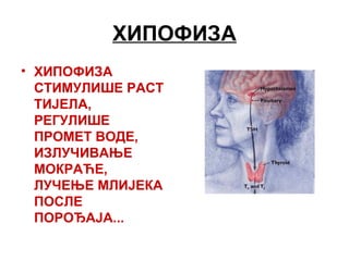 ХИПОФИЗА
• ХИПОФИЗА
СТИМУЛИШЕ РАСТ
ТИЈЕЛА,
РЕГУЛИШЕ
ПРОМЕТ ВОДЕ,
ИЗЛУЧИВАЊЕ
МОКРАЋЕ,
ЛУЧЕЊЕ МЛИЈЕКА
ПОСЛЕ
ПОРОЂАЈА...
 
