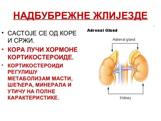 Endokrini sistem