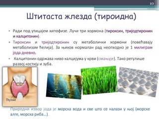 Штитаста жлезда (тироидна)
• Ради под утицајем хипофизе. Лучи три хормона (тироксин, тријодтиронин
и калцитонин).
• Тироксин и тријодтиронин су метаболички хормони (повећавају
метаболизам ћелија). За њихов нормалан рад неопходно је 1 милиграм
јода дневно.
• Калцитонин одржава ниво калцијума у крви (смањује). Тако регулише
развој костију и зуба.
Природни извор јода је морска вода и све што се налази у њој (морске
алге, морска риба...).
10
 