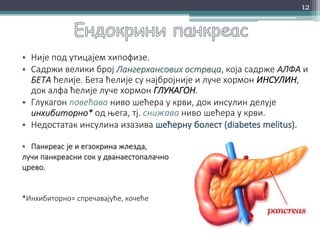 • Није под утицајем хипофизе.
• Садржи велики број Лангерхансових острвца, која садрже АЛФА и
БЕТА ћелије. Бета ћелије су најбројније и луче хормон ИНСУЛИН,
док алфа ћелије луче хормон ГЛУКАГОН.
• Глукагон повећава ниво шећера у крви, док инсулин делује
инхибиторно* од њега, тј. снижава ниво шећера у крви.
• Недостатак инсулина изазива
• Панкреас је и егзокрина жлезда,
лучи панкреасни сок у дванаестопалачно
црево.
*Инхибиторно= спречавајуће, кочеће
12
 
