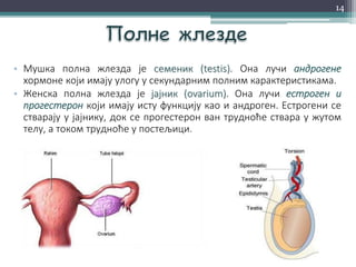 • Мушка полна жлезда је семеник (testis). Она лучи андрогене
хормоне који имају улогу у секундарним полним карактеристикама.
• Женска полна жлезда је јајник (ovarium). Она лучи естроген и
прогестерон који имају исту функцију као и андроген. Естрогени се
стварају у јајнику, док се прогестерон ван трудноће ствара у жутом
телу, а током трудноће у постељици.
14
 