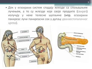 • Док у егзокрини систем спадају жлезде са спољашњим
лучењем, а то су жлезде које своје продукте (секрет)
излучују у неке телесне шупљине (нпр. егзокрини
панкреас лучи панкреасни сок у дупљу дванаестопалачног
црева).
3
 