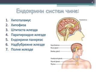 1. Хипоталамус
2. Хипофиза
3. Штитаста жлезда
4. Паратироидне жлезде
5. Ендокрини панкреас
6. Надбубрежне жлезде
7. Полне жлезде
4
 