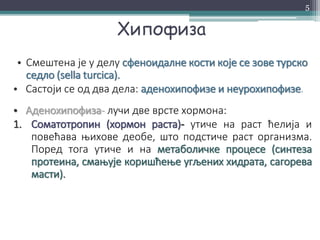 Хипофиза
• Смештена је у делу сфеноидалне кости које се зове турско
седло (sella turcica).
• Састоји се од два дела: аденохипофизе и неурохипофизе.
• Аденохипофиза- лучи две врсте хормона:
1. Соматотропин (хормон раста)- утиче на раст ћелија и
повећава њихове деобе, што подстиче раст организма.
Поред тога утиче и на метаболичке процесе (синтеза
протеина, смањује коришћење угљених хидрата, сагорева
масти).
5
 