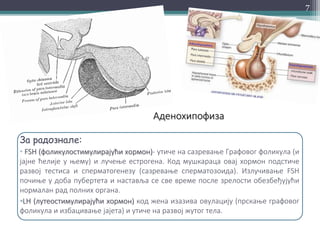 За радознале:
• FSH (фоликулостимулирајући хормон)- утиче на сазревање Графовог фоликула (и
јајне ћелије у њему) и лучење естрогена. Код мушкараца овај хормон подстиче
развој тестиса и сперматогенезу (сазревање сперматозоида). Излучивање FSH
почиње у доба пубертета и наставља се све време после зрелости обезбеђујући
нормалан рад полних органа.
•LH (лутеостимулирајући хормон) код жена изазива овулацију (прскање графовог
фоликула и избацивање јајета) и утиче на развој жутог тела.
Аденохипофиза
7
 