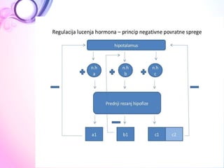  ANATOMIJA Endokrini sistem