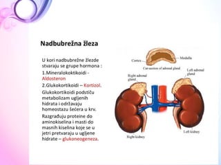  ANATOMIJA Endokrini sistem