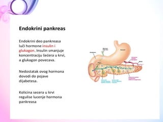  ANATOMIJA Endokrini sistem
