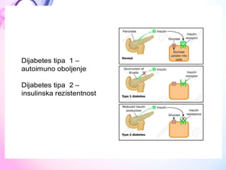  ANATOMIJA Endokrini sistem